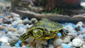 Picture of Best Substrate For Turtle Tank - Buyer's Guide - Turtle Pet Guide