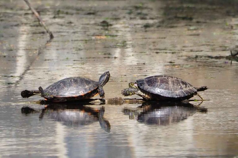 can turtles live with other turtles