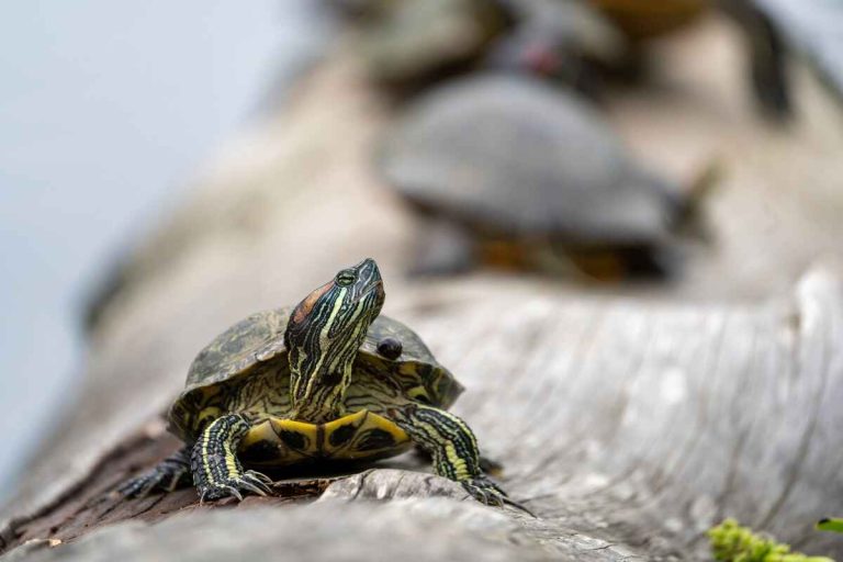 how fast does a red eared slider grow
