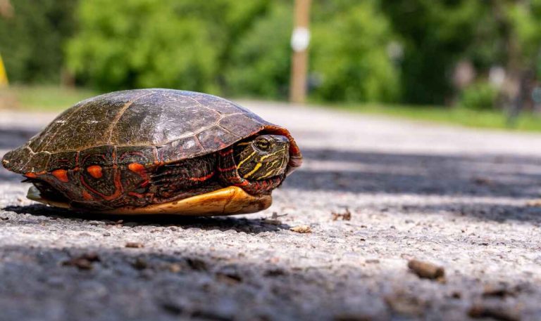 why is my turtle hiding in its shell