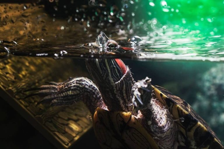 are turtles color blind