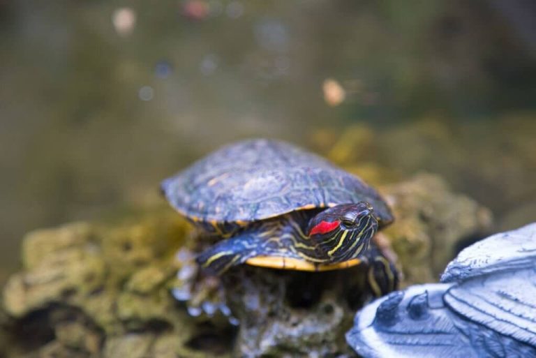 best pet turtles for beginners
