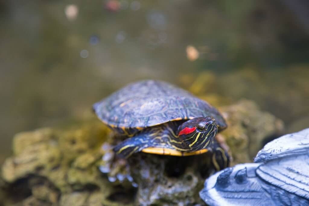 4 Best Pet Turtles For Beginners (And What To Avoid) - Turtle Pet Guide