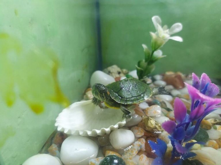 can pet turtles drown
