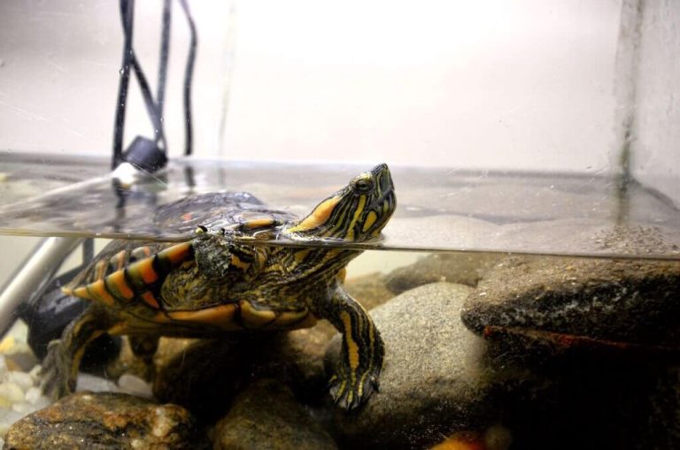 can turtles eat fish food