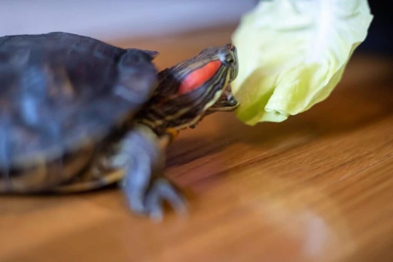can turtles eat lettuce