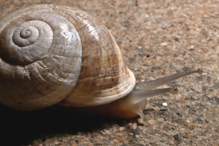 can turtles eat snails