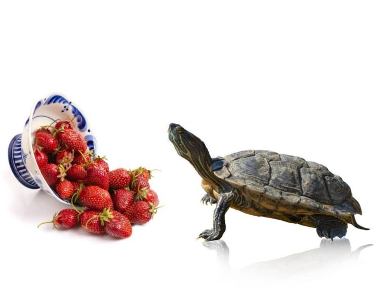 can turtles eat strawberries