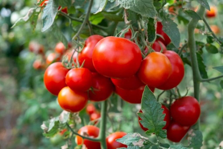 can turtles eat tomatoes