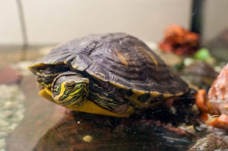 can you overfeed a turtle
