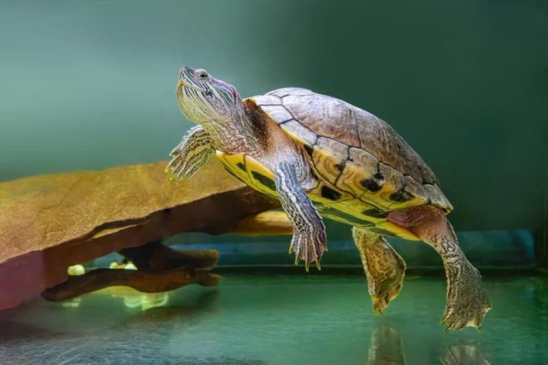 can you train a turtle to do tricks
