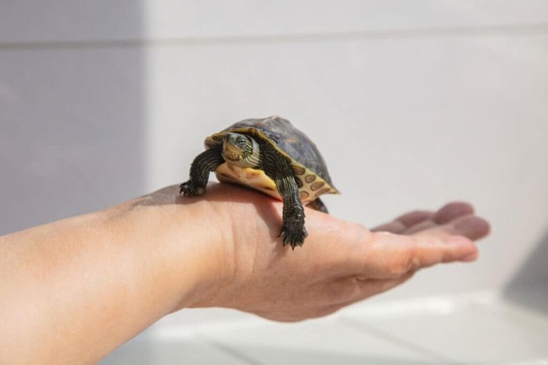 do turtles get attached to their owners