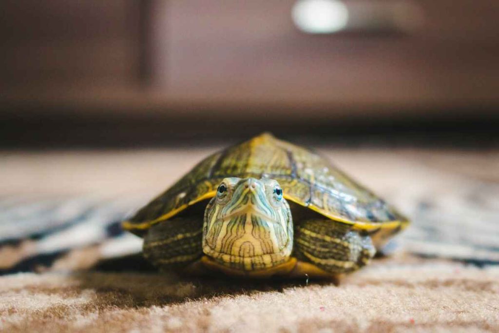 Do Turtles Get Lonely, Depressed, Sad, or Bored? Turtle Pet Guide