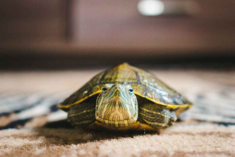 do turtles get lonely depressed sad or bored