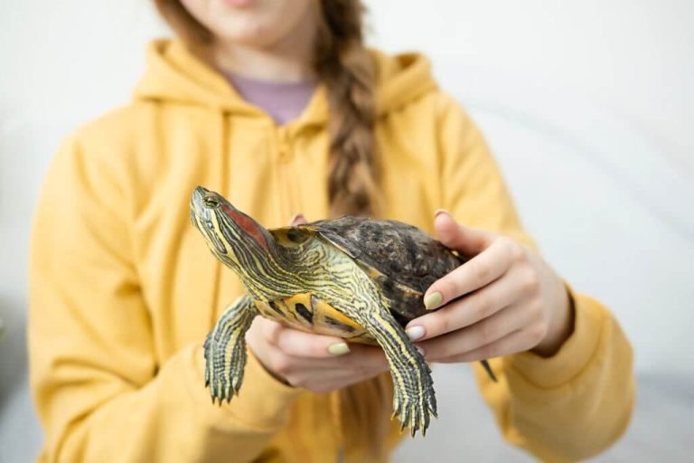 do turtles have periods