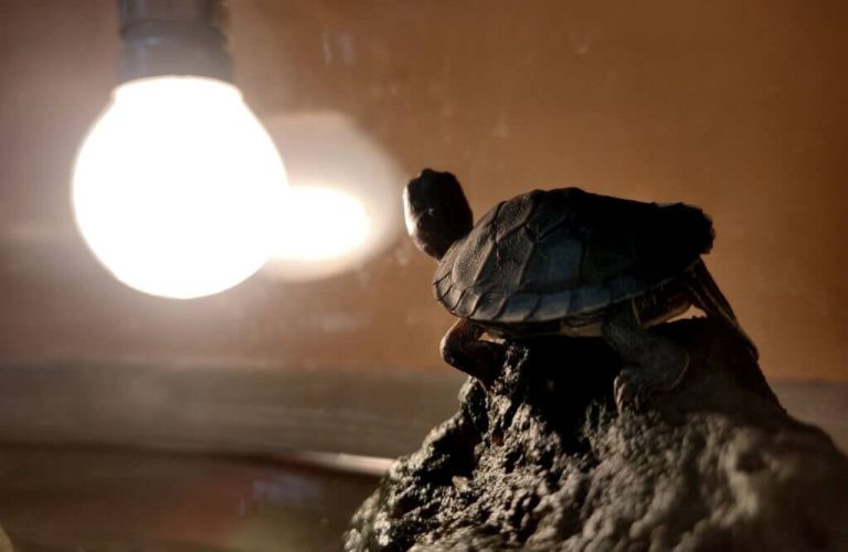 do turtles need a heat lamp at night