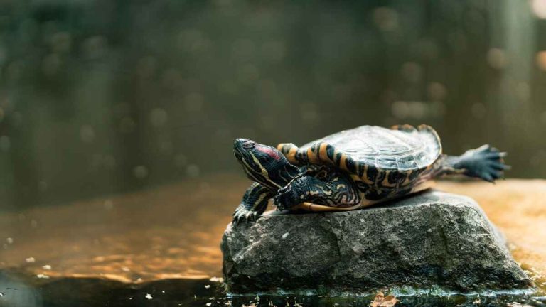 do turtles need rocks in their tank