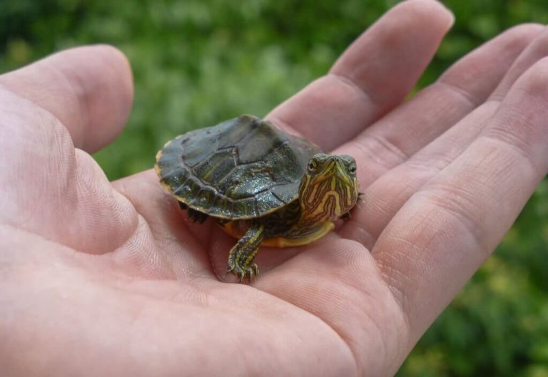 how long do pet turtles live