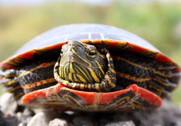 how many eggs do painted turtles lay