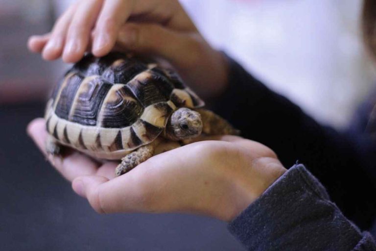 how to know if your turtle is happy