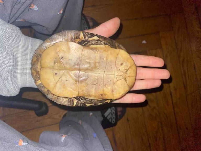 how to preserve a turtle shell