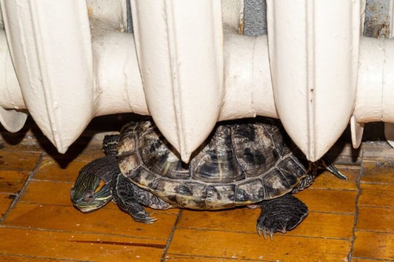 how to tell if your turtle is dying