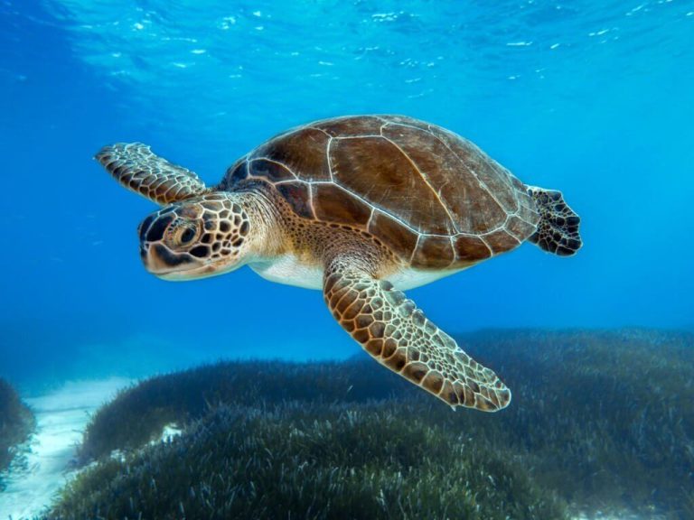 interesting facts about turtles