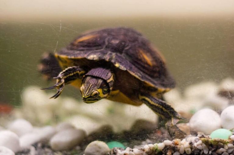 my turtle laid eggs in water