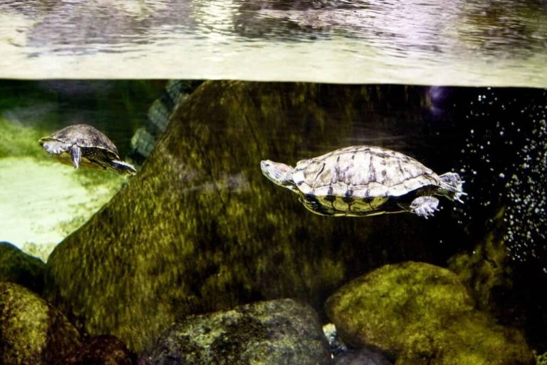 red eared slider vs painted turtle
