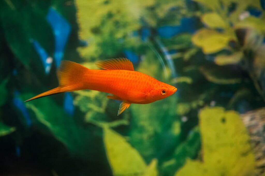 Turles Fish What Fish Can Live With Turtles? - Turtle Pet Guide