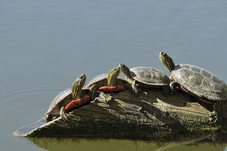 types of painted turtles