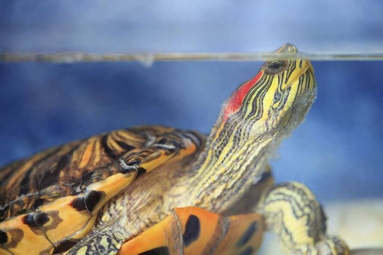 types of pet turtles that stay small