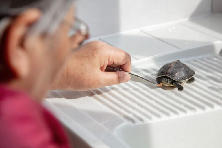 what can turtles eat from human food