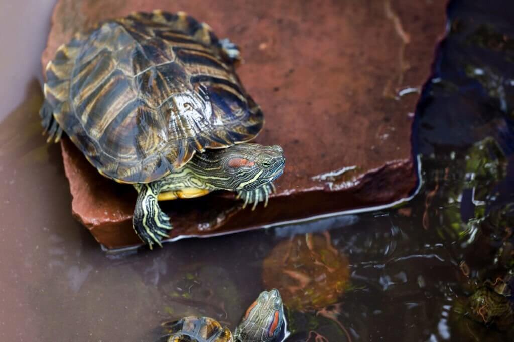 what do turtles like to play with