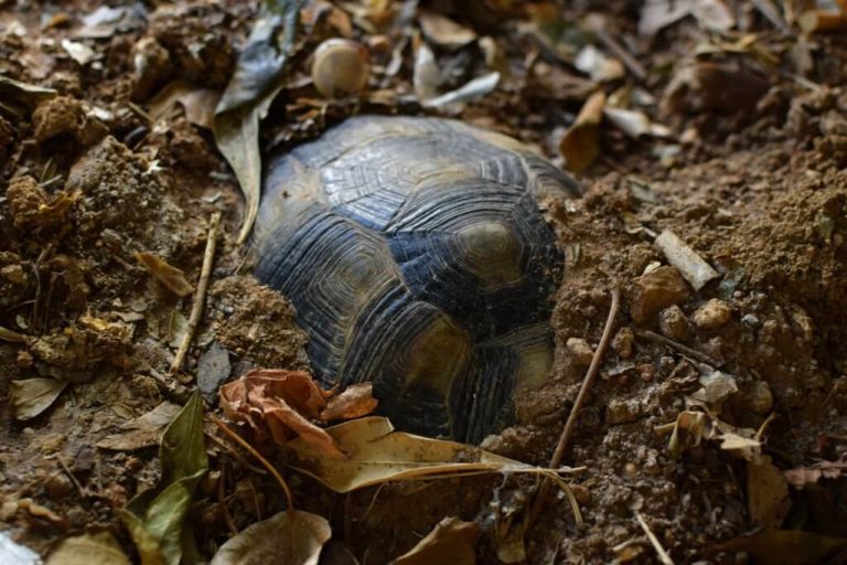 why do turtles dig holes