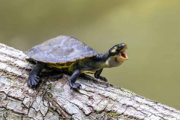 why does my turtle open its mouth