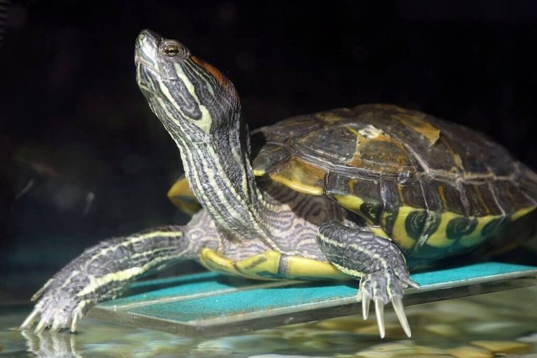 why does my turtle stretch his neck