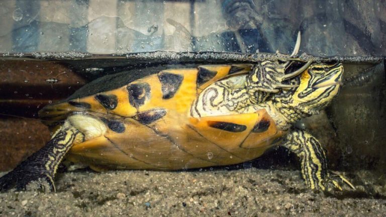why does my turtle tank smell
