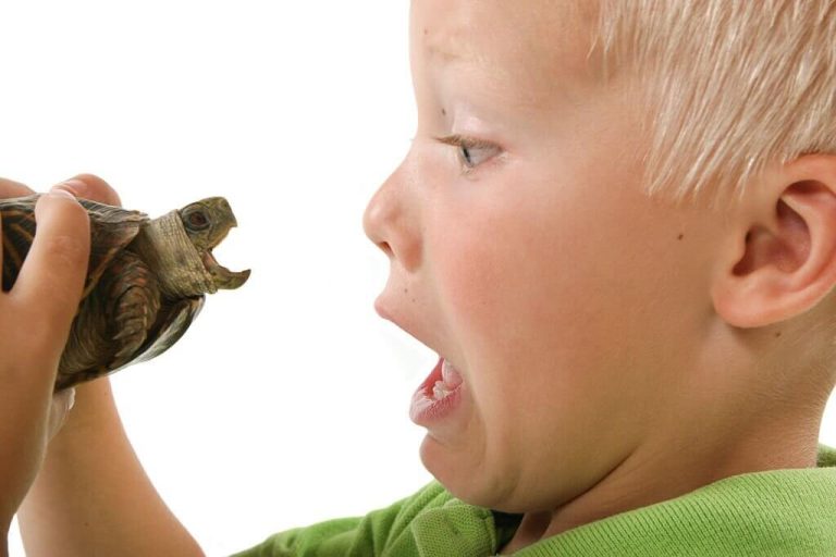 why does my turtle try to bite me