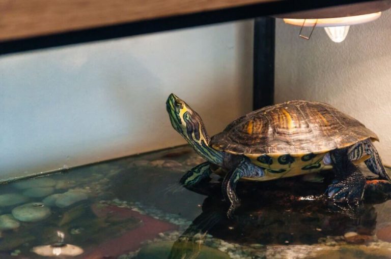 why is my turtle not eating