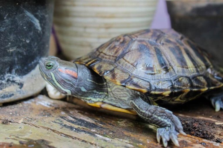 why is my turtle's shell soft