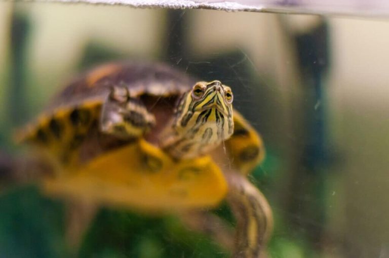 worms in turtle tank