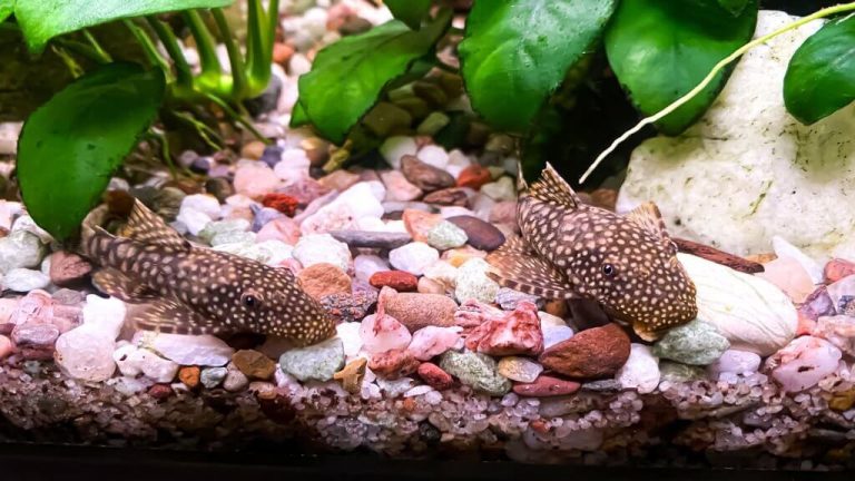best algae eaters for turtle tank