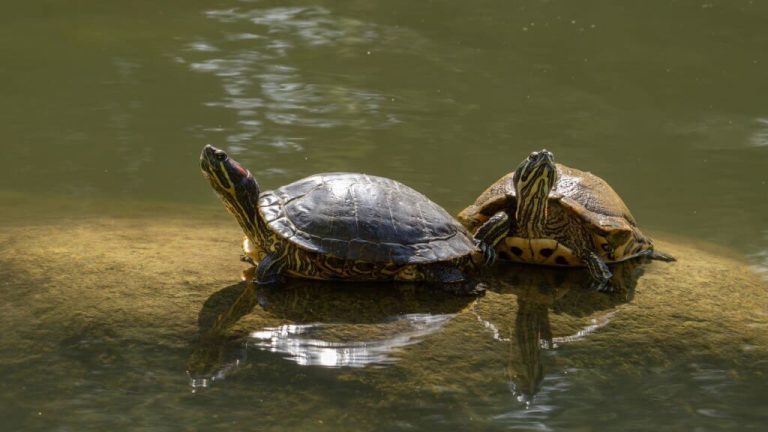 can turtles be gay