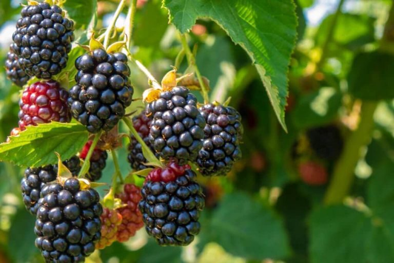 can turtles eat blackberries