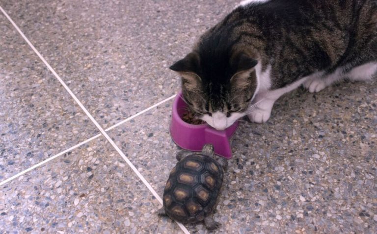 can turtles eat cat food