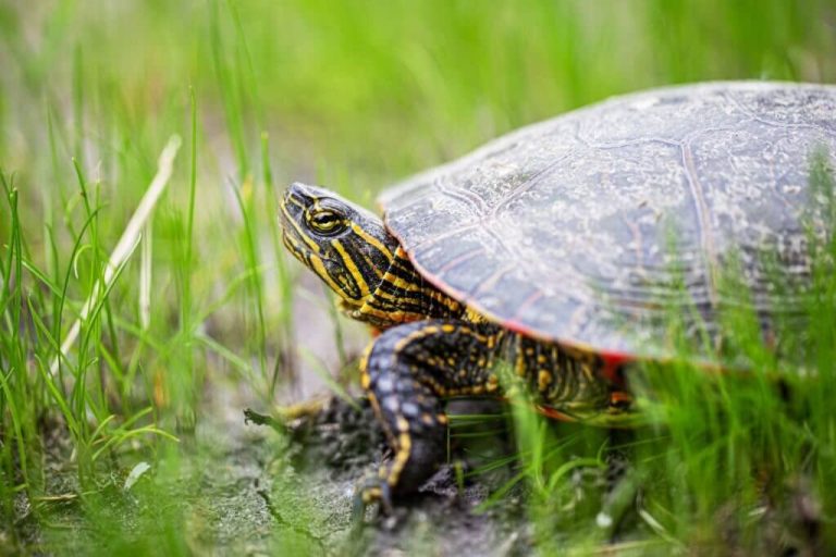 can turtles eat grass