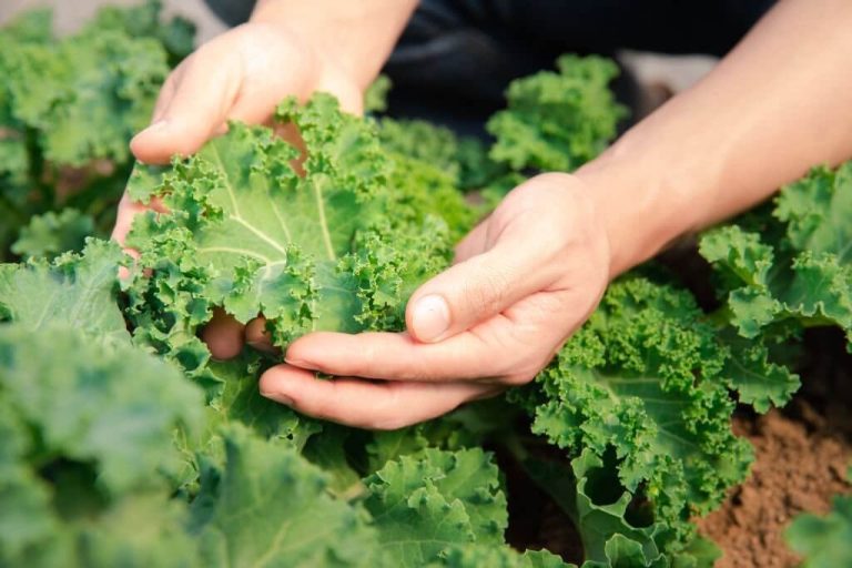 can turtles eat kale