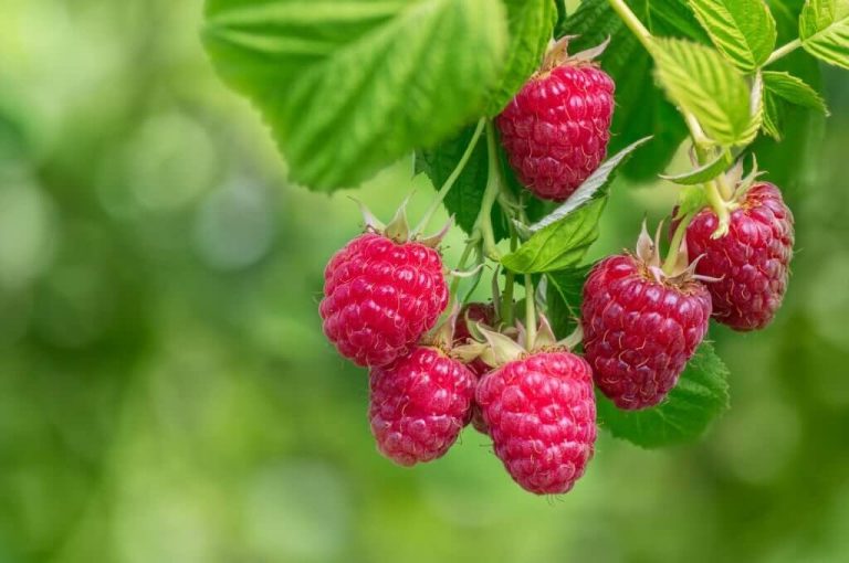 can turtles eat raspberries