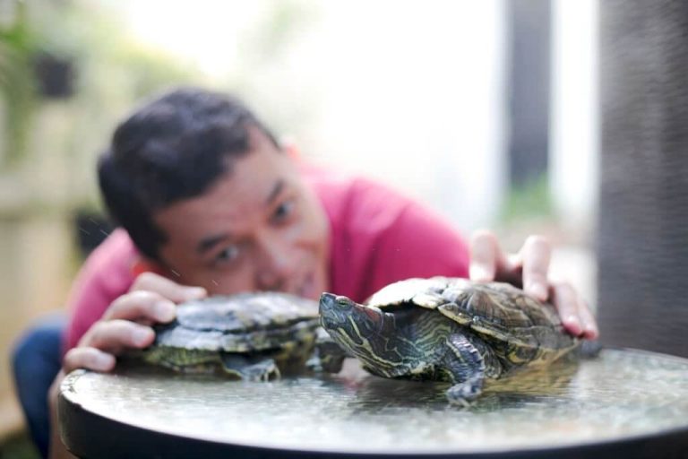 do turtles eat each other